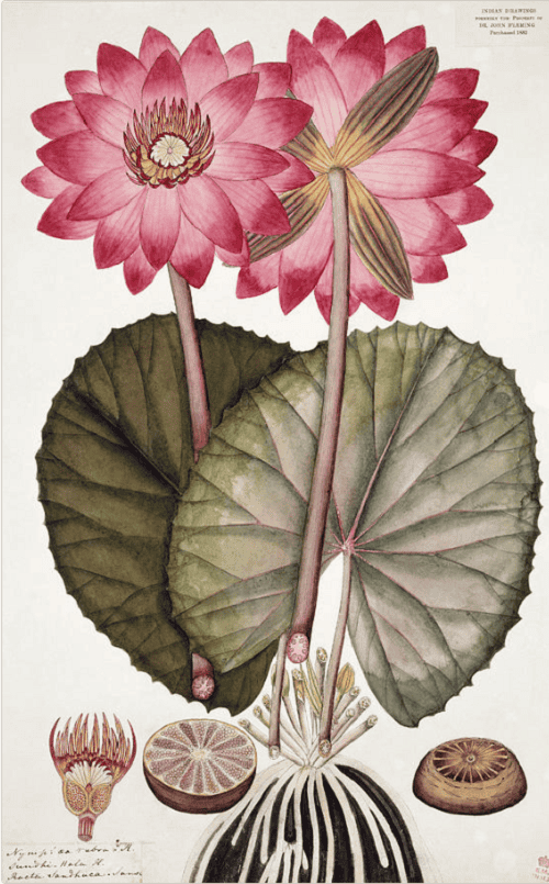 red-indian-water-lily Vintage botanical illustration of a red Indian water lily in full bloom, with its leaves and seed pod